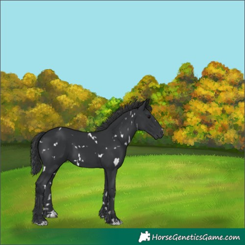 Horse Color:White Spotted Black 