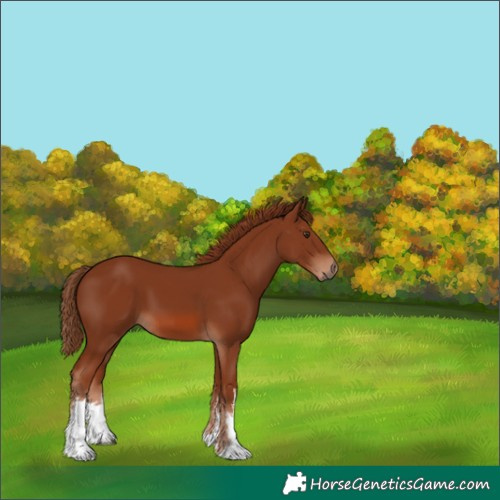 Horse Color:White Spotted Chestnut 