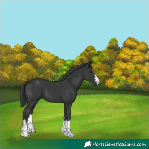 Horse Color:White Spotted Black 