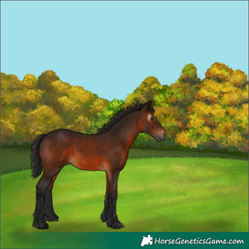 Horse Color:Gray White Spotted Bay 