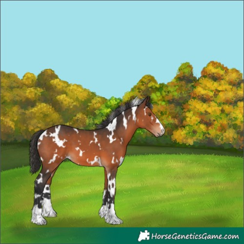 Horse Color:White Spotted Brown 