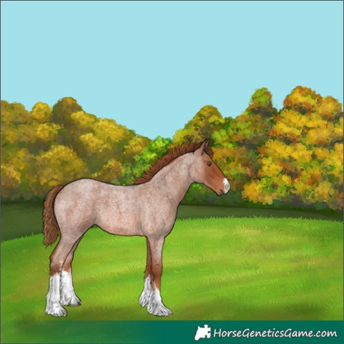 Horse Color:White Spotted Red Roan 