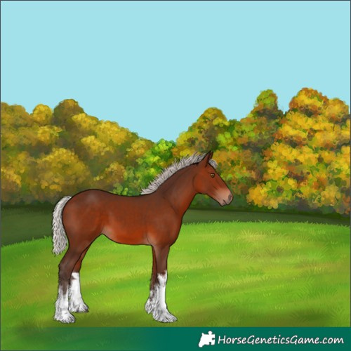 Horse Color:White Spotted Silver Brown 