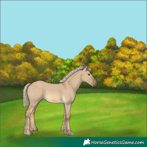 Horse Color:Chocolate Palomino Dun Rabicano 