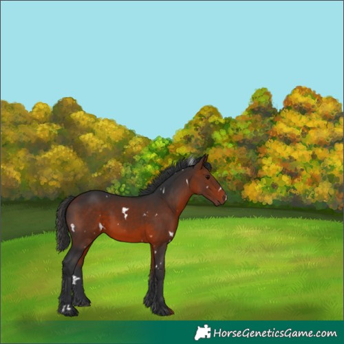 Horse Color:White Spotted Bay 