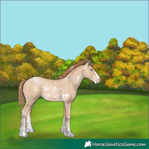 Horse Color:White Spotted Buckskin Pearl 