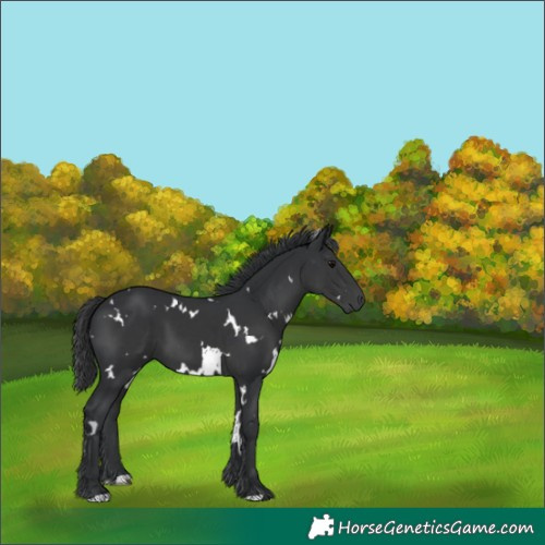 Horse Color:White Spotted Black 