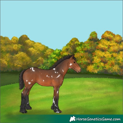 Horse Color:White Spotted Bay 