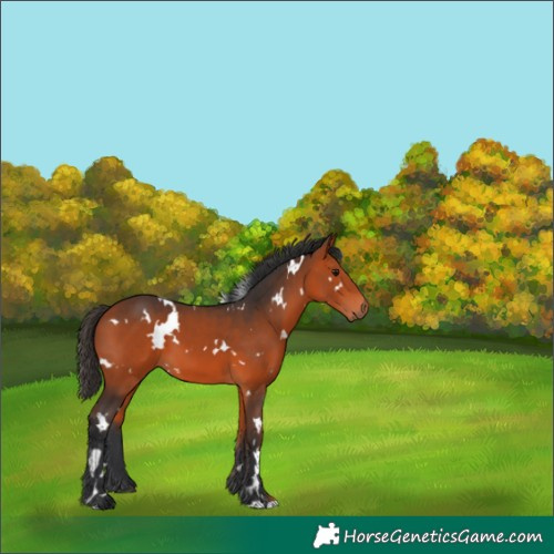 Horse Color:White Spotted Bay 