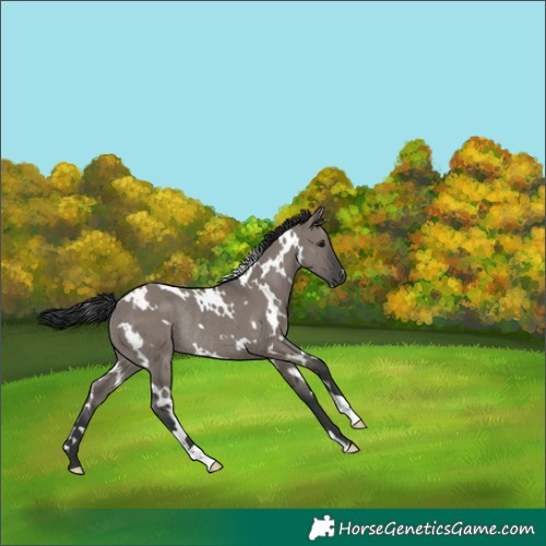 Horse Color:White Spotted Grullo Rabicano 