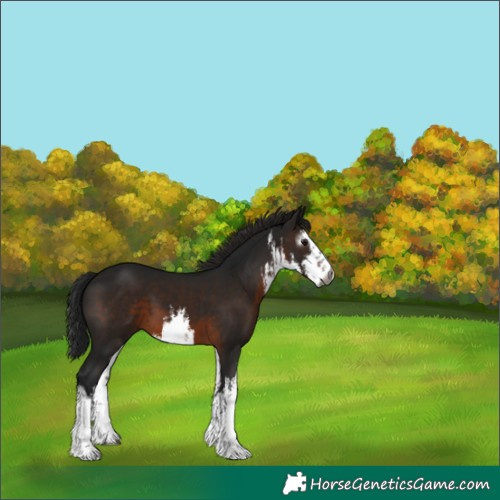 Horse Color:Gray White Spotted Brown 