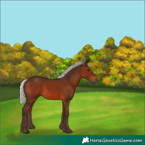 Horse Color:Silver Brown Rabicano 