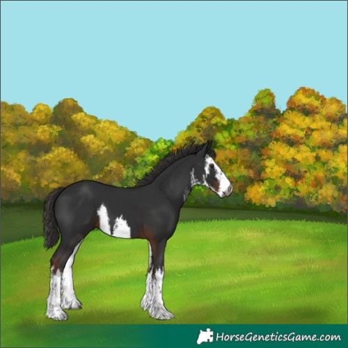 Horse Color:Gray White Spotted Liver Chestnut 