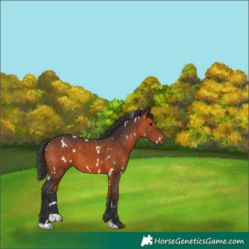 Horse Color:White Spotted Bay 