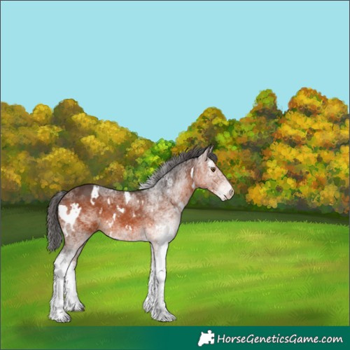 Horse Color:White Spotted Brown 
