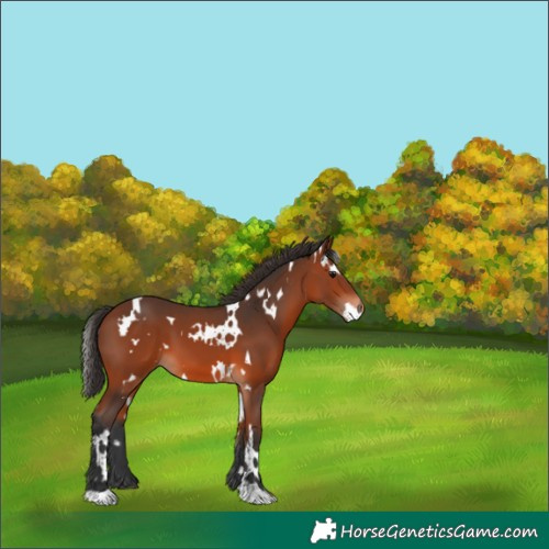 Horse Color:White Spotted Bay 