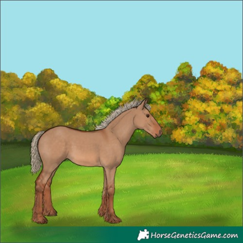 Horse Color:Red Dun 