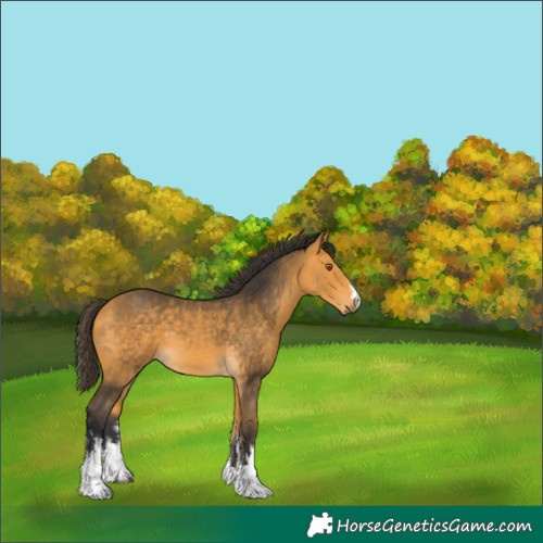 Horse Color:White Spotted Buckskin 