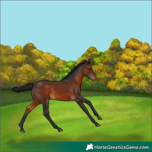 Horse Color:Brown Rabicano 