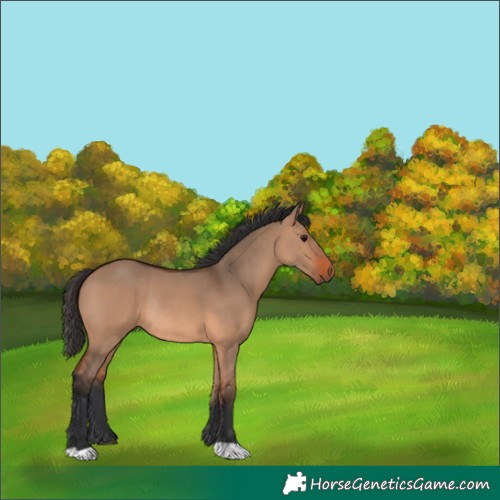 Horse Color:Bay Dun Rabicano 