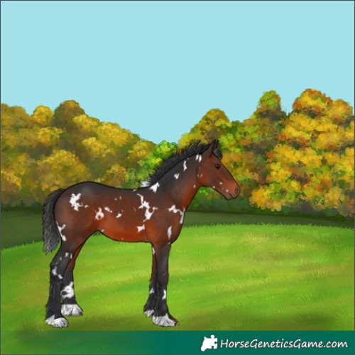 Horse Color:White Spotted Brown 