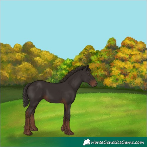 Horse Color:Liver Chestnut 