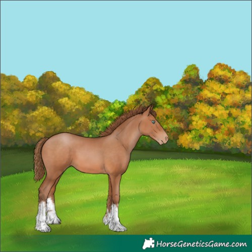 Horse Color:White Spotted Brown Pearl 