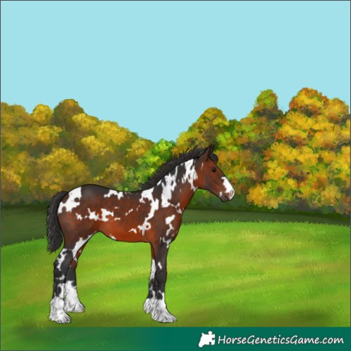 Horse Color:White Spotted Brown 