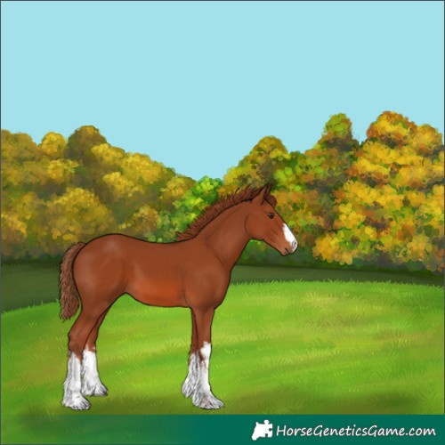Horse Color:White Spotted Chestnut 