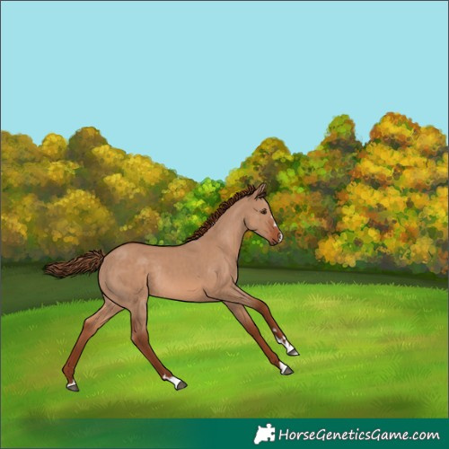 Horse Color:Red Dun Rabicano 