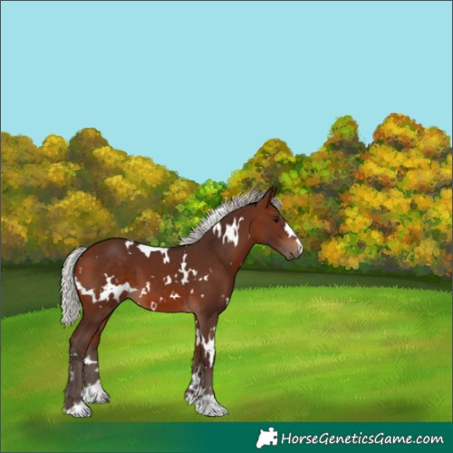 Horse Color:White Spotted Silver Brown 