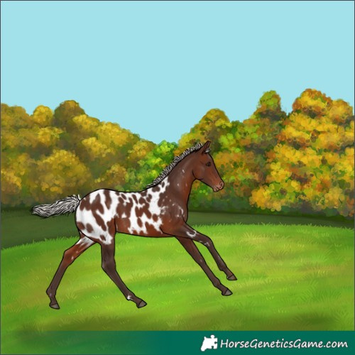 Horse Color:White Spotted Silver Brown Near Leopard 