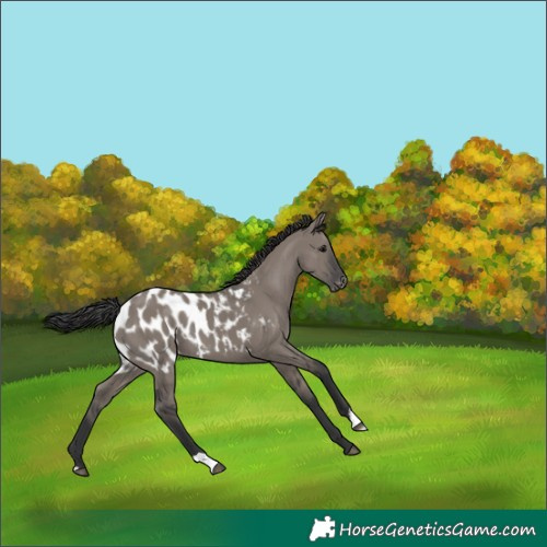 Horse Color:Grullo Near Leopard 