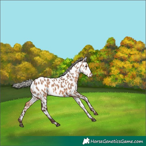 Horse Color:Silver Brown Dun Appaloosa Rabicano 
