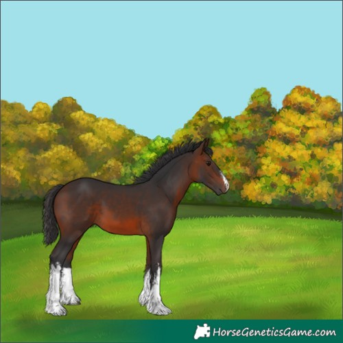 Horse Color:White Spotted Brown 