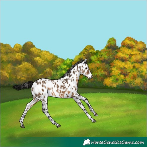 Horse Color:Gray Bay Dun Leopard 