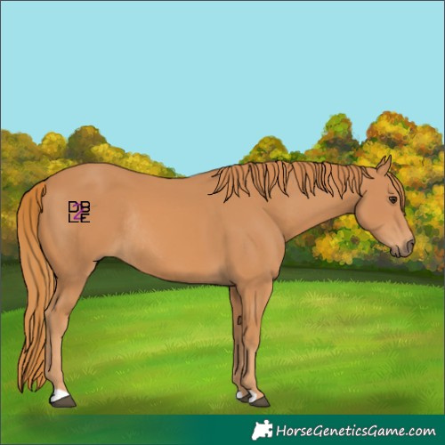 Horse Color:Chestnut Rabicano 