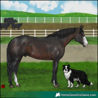 Horse Color:Brown Sabino