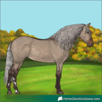 Horse Color:Silver Brown Dun 