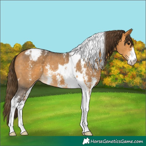 Horse Color:Buckskin Sabino Tobiano Varnish Rabicano 