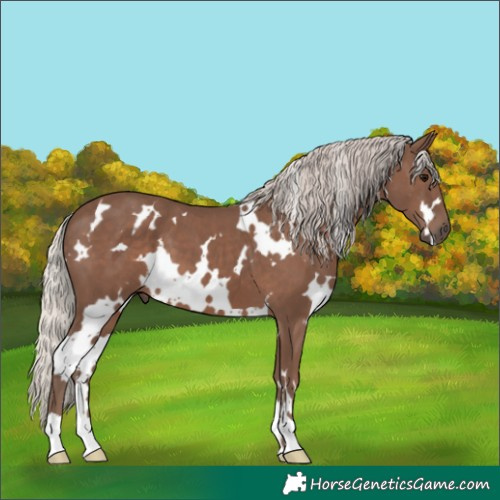 Horse Color:White Spotted Silver Black