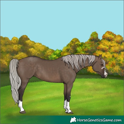 Horse Color:Silver Brown Dun 