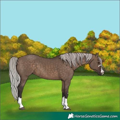 Horse Color:Silver Brown Dun 