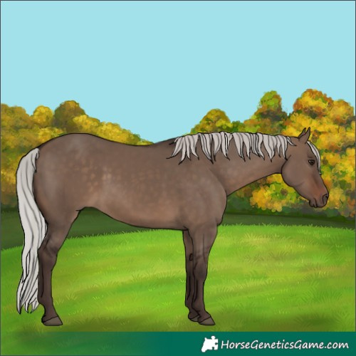 Horse Color:Silver Brown Dun 