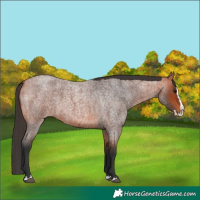 Horse Color:Bay Roan Splash 