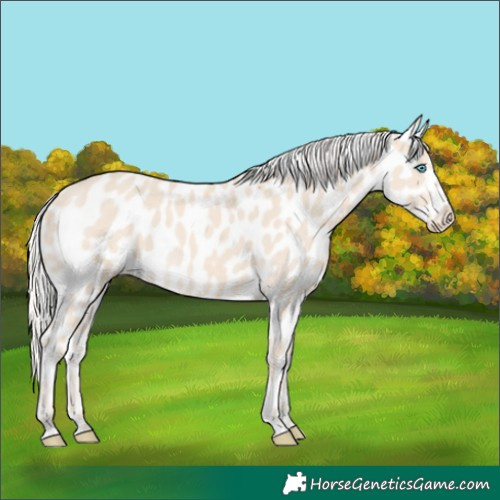 Horse Color:Cremello Appaloosa 