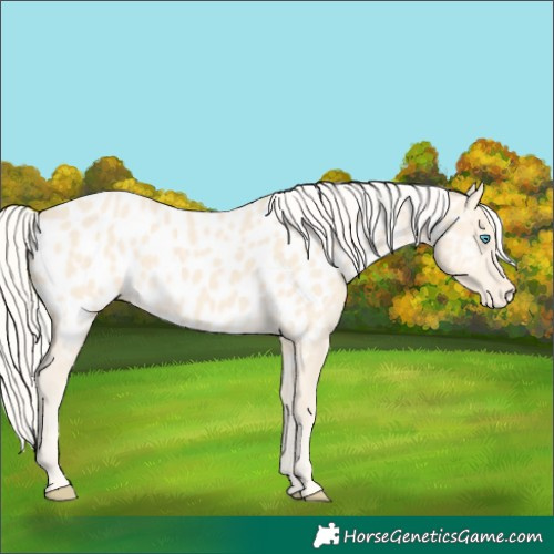 Horse Color:Cremello Appaloosa 