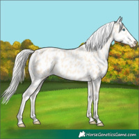 Horse Color:Cremello Near Leopard 