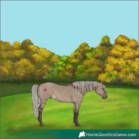 Horse Color:Silver Brown Dun 