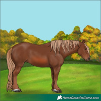 Horse Color:Chestnut 